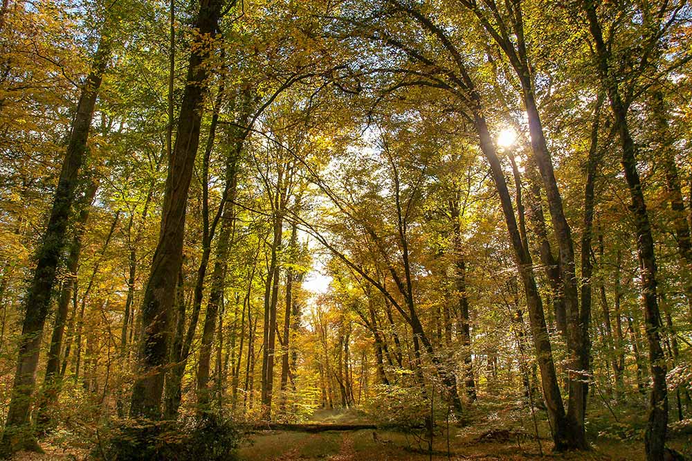 La forêt de Tronçais